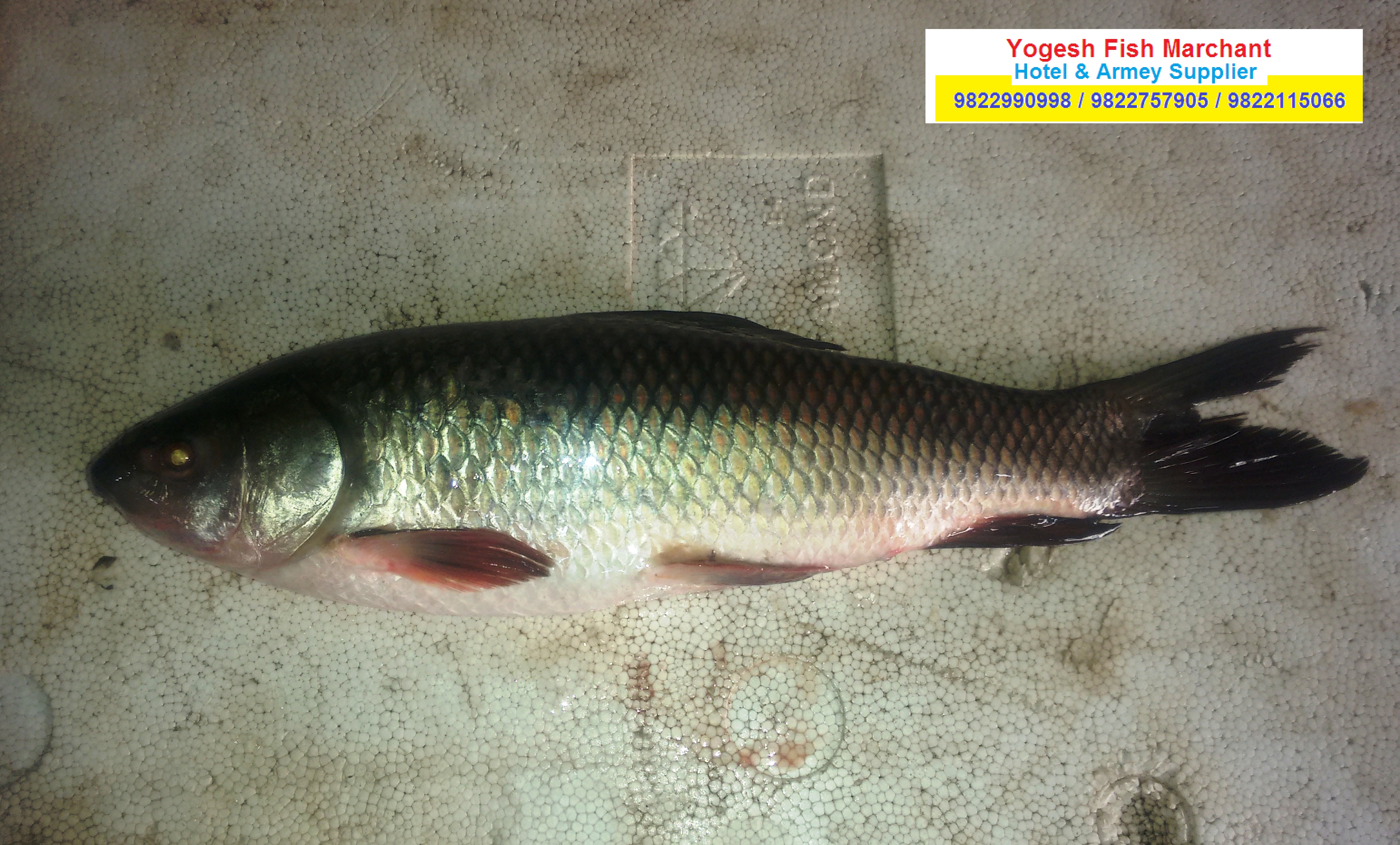 yogesh fish marchant